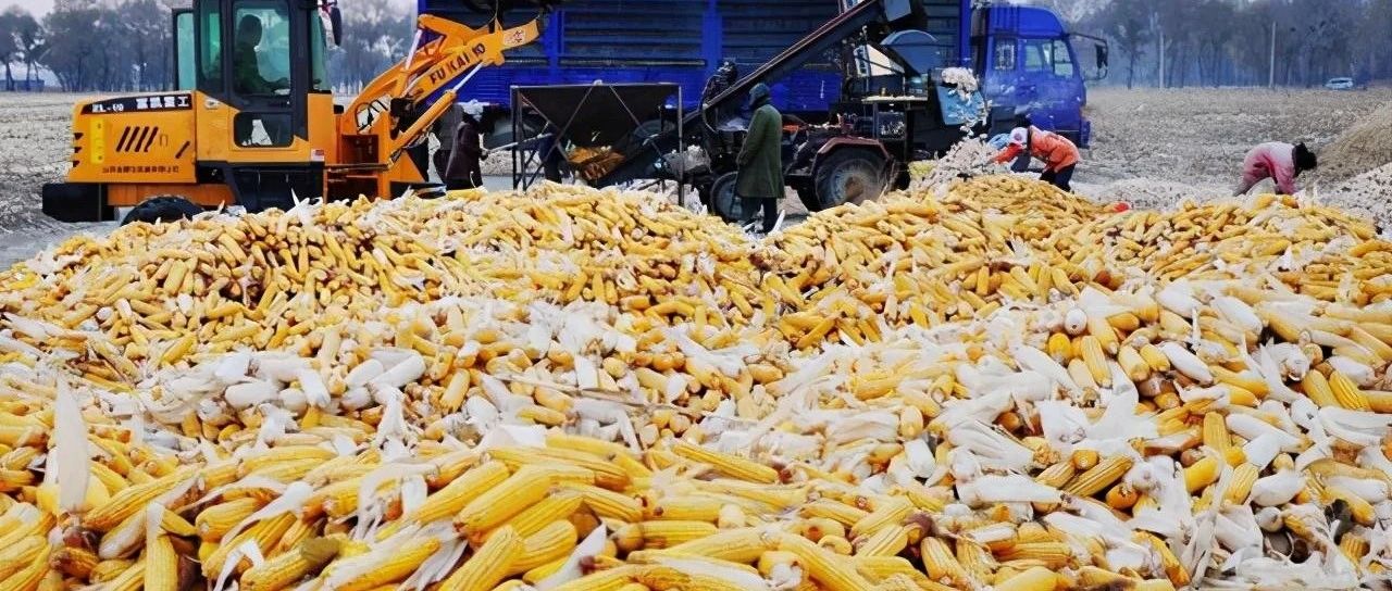 玉米深加工行业对农业发展的影响